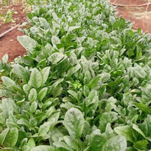 Italian spinach