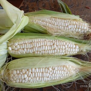 White corns